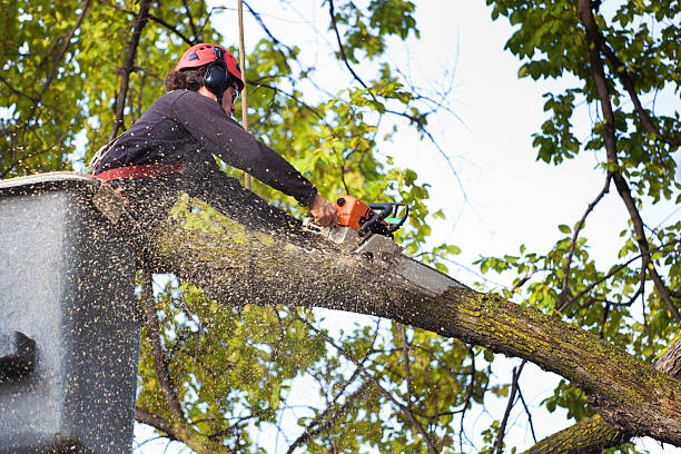 Best Large Tree Removal  in Elk Point, SD